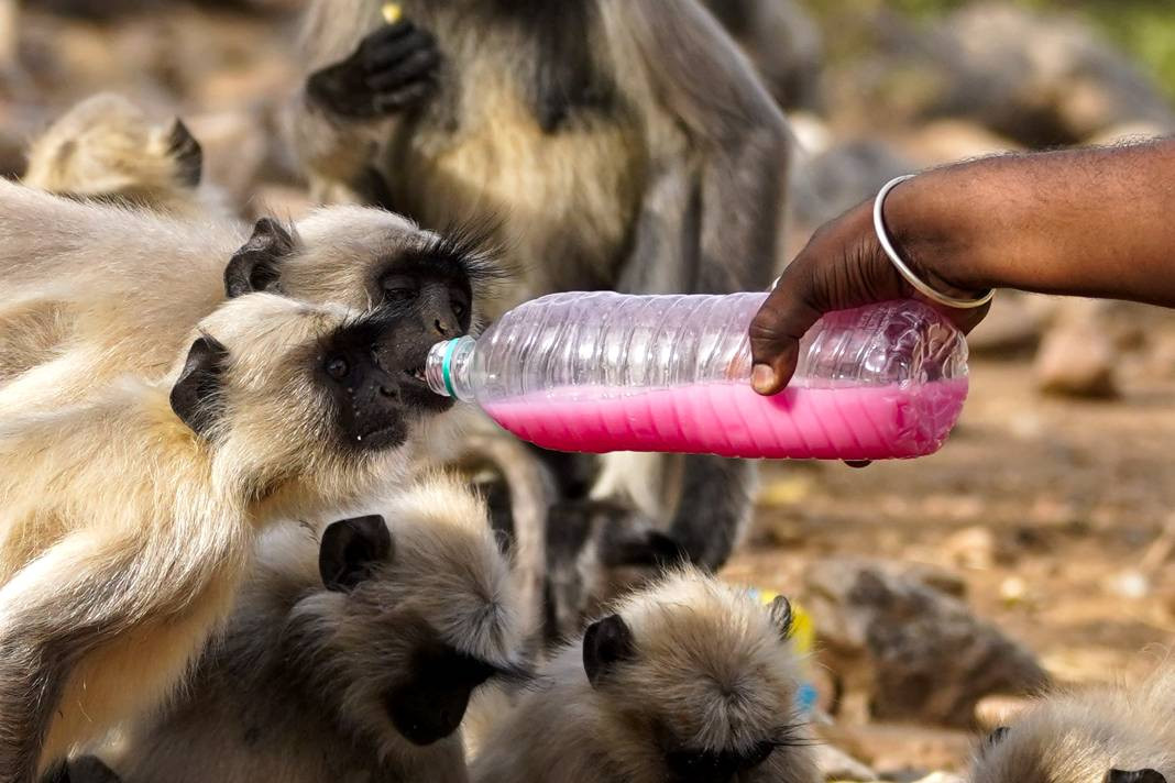 Termometreler 50 dereceyi gösterdi. Tarihin en yüksek sıcaklık rekoru - Resim: 14